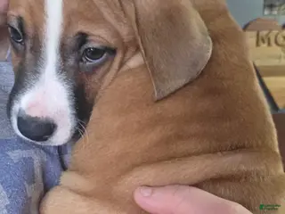 Mixed Breed dogs Bennie - Ad 12