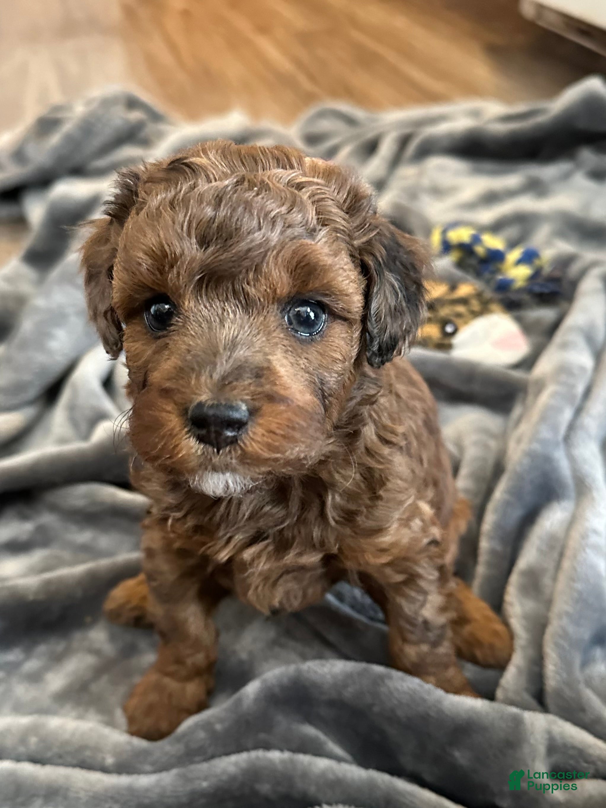 Miniature Poodle dogs Miniature Poodle Puppy 5 - Ad 34