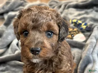 Miniature Poodle dogs Miniature Poodle Puppy 5 - Ad 34