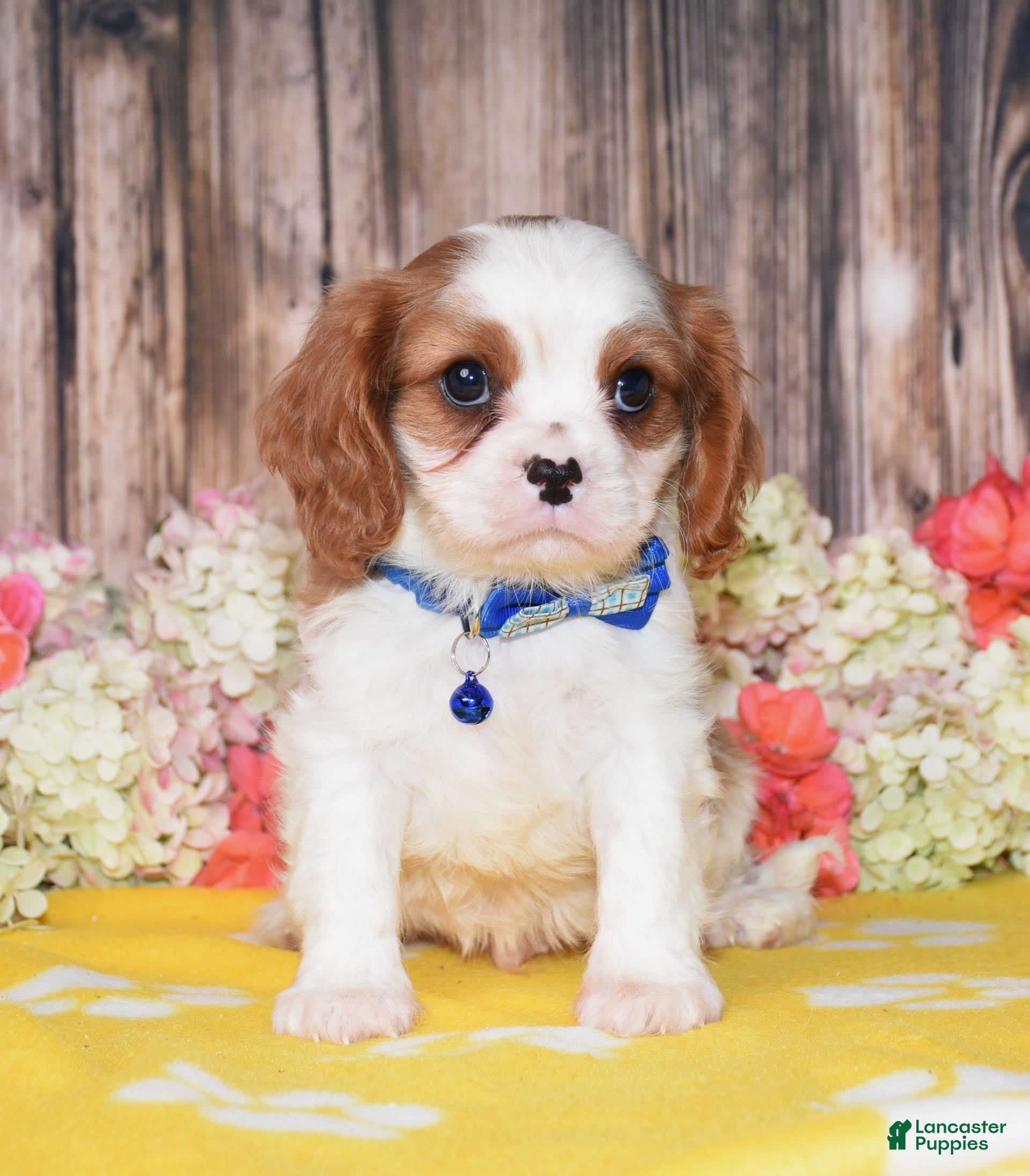 Cavalier King Charles Spaniel dogs Nash - Ad 6
