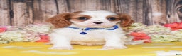 Cavalier King Charles Spaniel dogs for sale: Nash - Ad 1