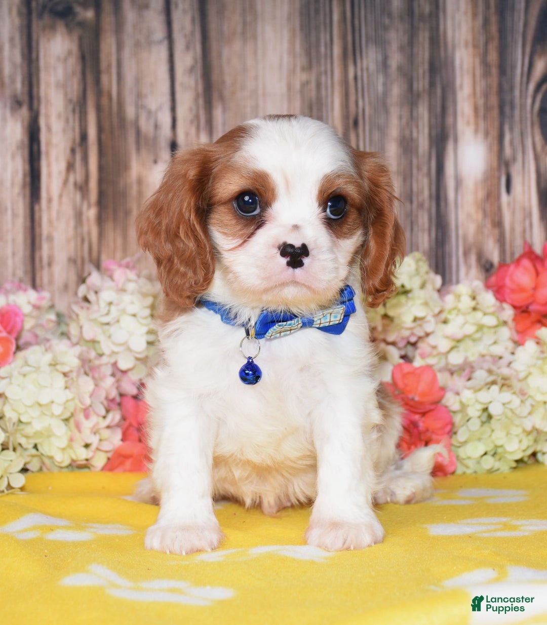 Cavalier King Charles Spaniel dogs for sale: Nash - Ad 1