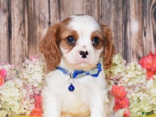 Cavalier King Charles Spaniel dogs Nash - Ad 39