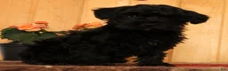 Yorkiepoo dogs for sale: Milo - Ad 3