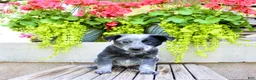 Australian Cattle Dog dogs for sale: Sally - Ad 2