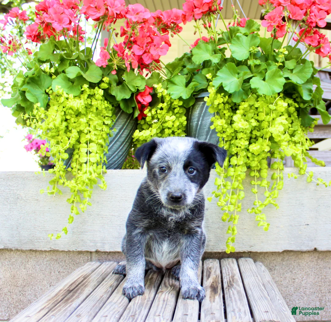 Australian Cattle Dog dogs for sale: Sally - Ad 2