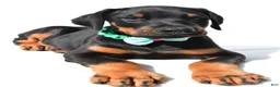 Doberman Pinscher dogs for sale: Barney - Ad 4