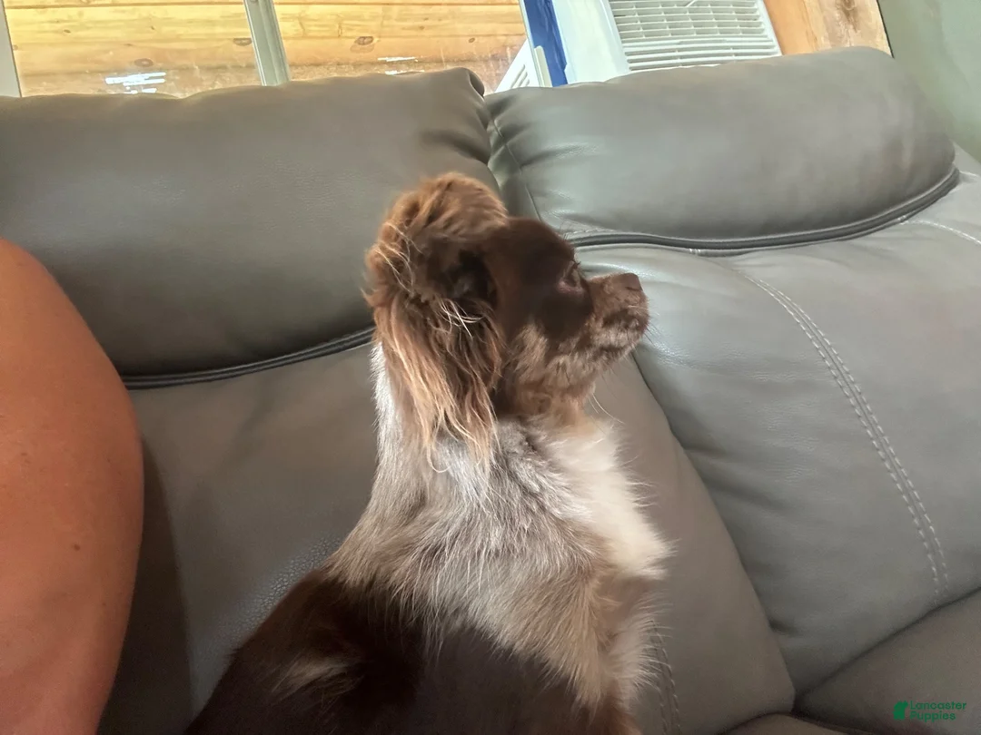 Chihuahua dogs for sale: Backpack - Ad 11
