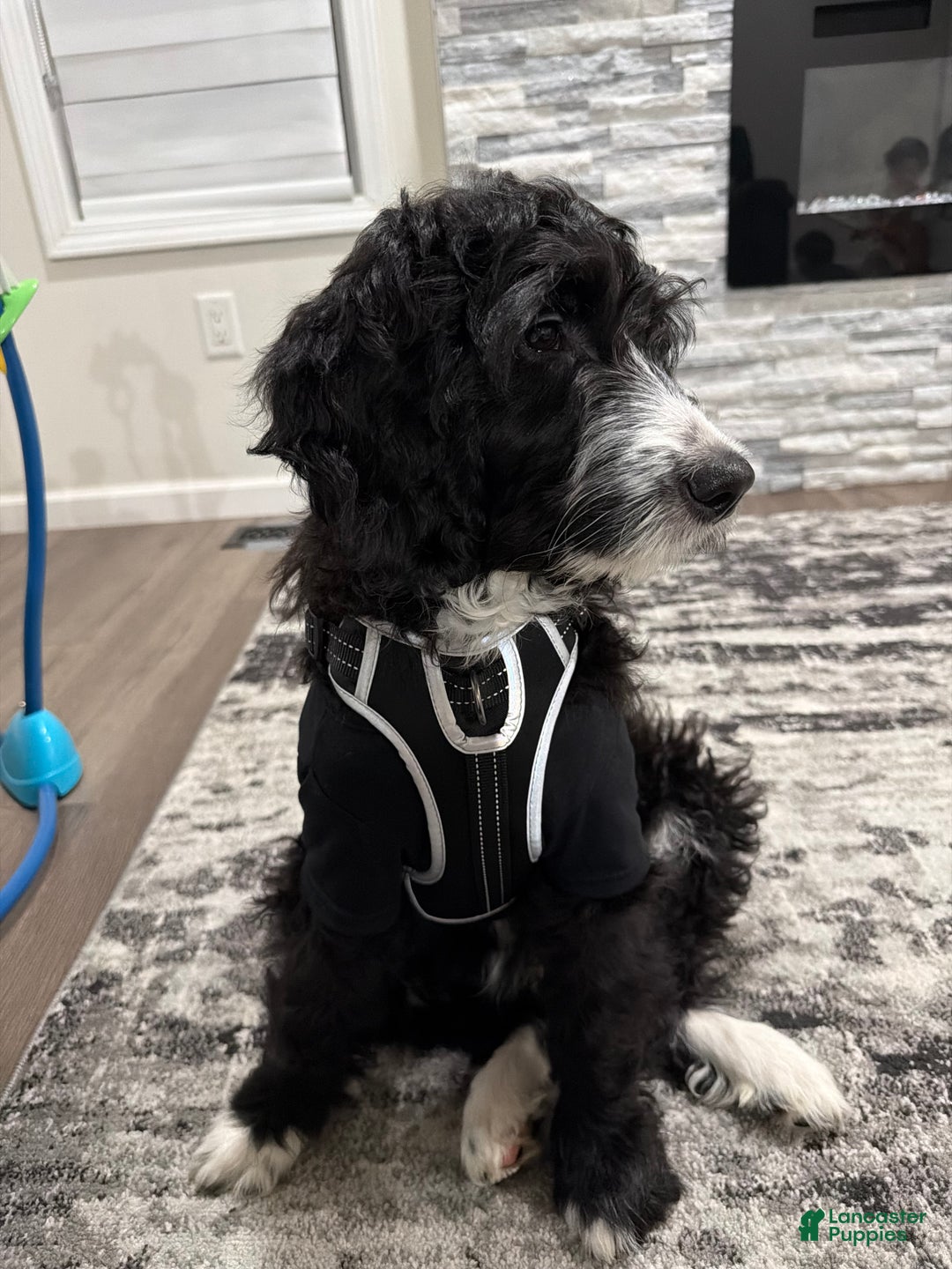 Mixed Breed dogs for sale: Mixed Breed Puppy 1 - Ad 1