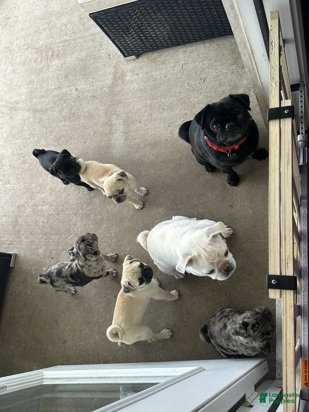 Pug dogs for sale: Louis - Ad 2