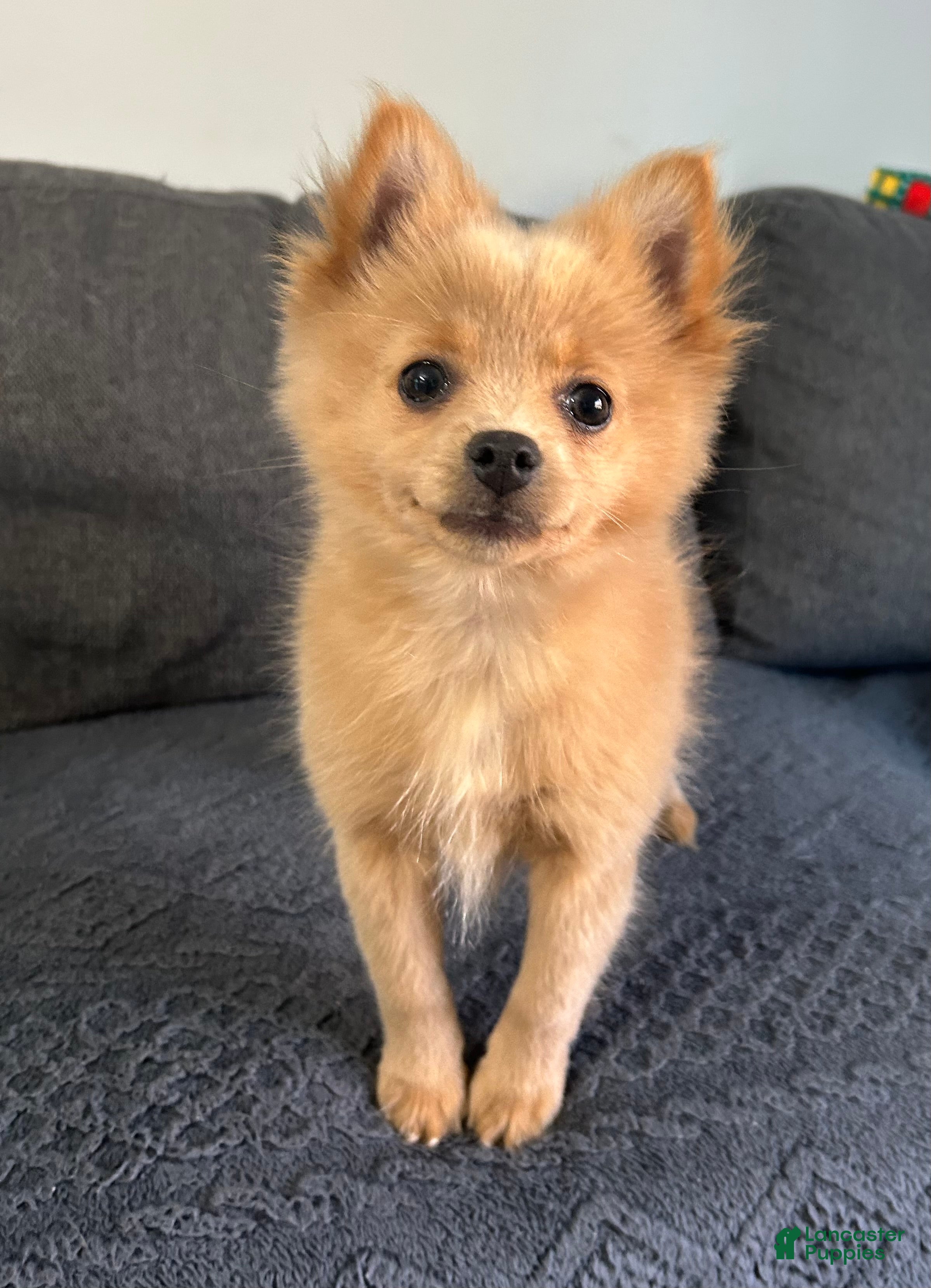 Pomeranian dogs for sale: Joey - Ad 12