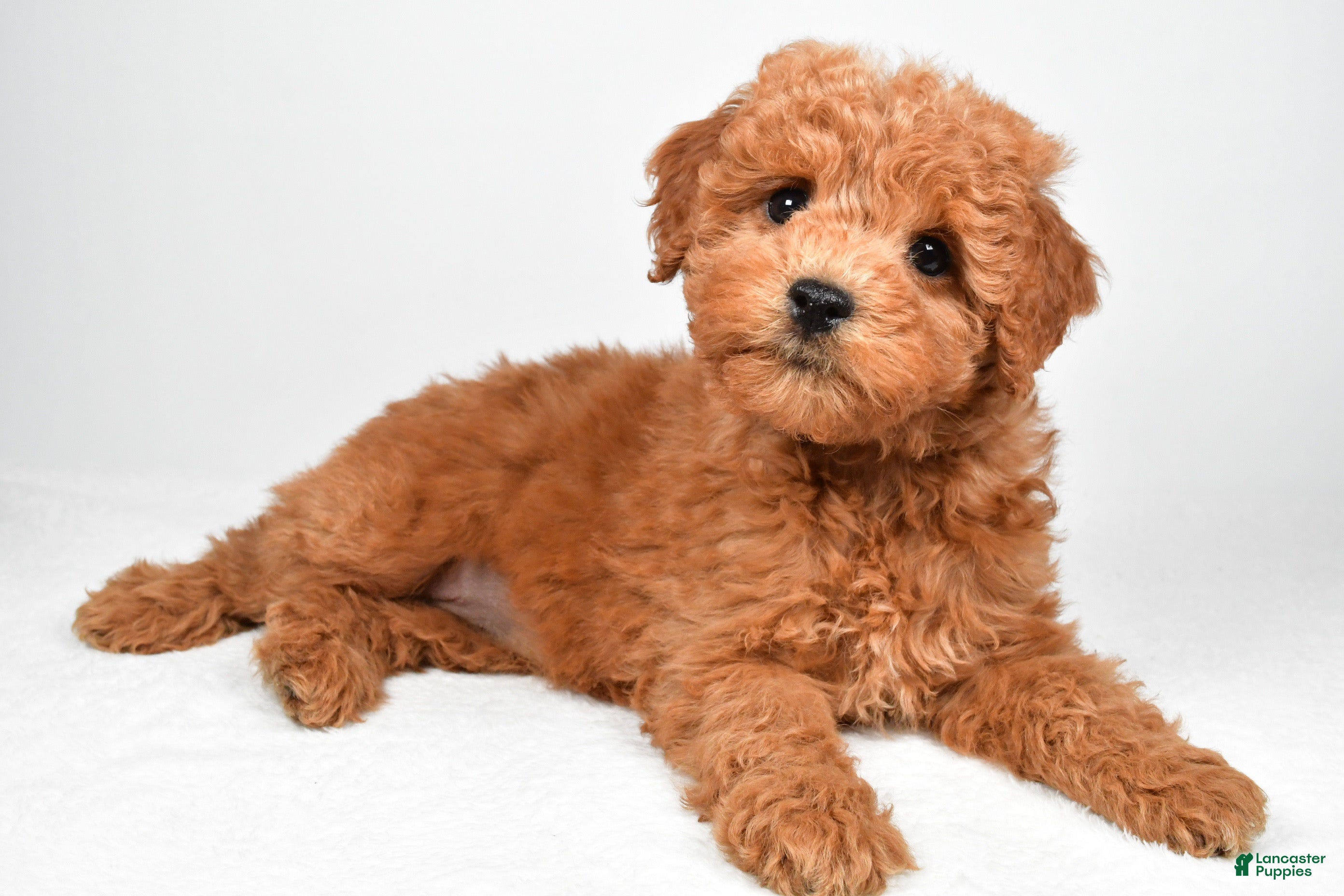 Mini Goldendoodle dogs for sale: Maisie - Ad 2