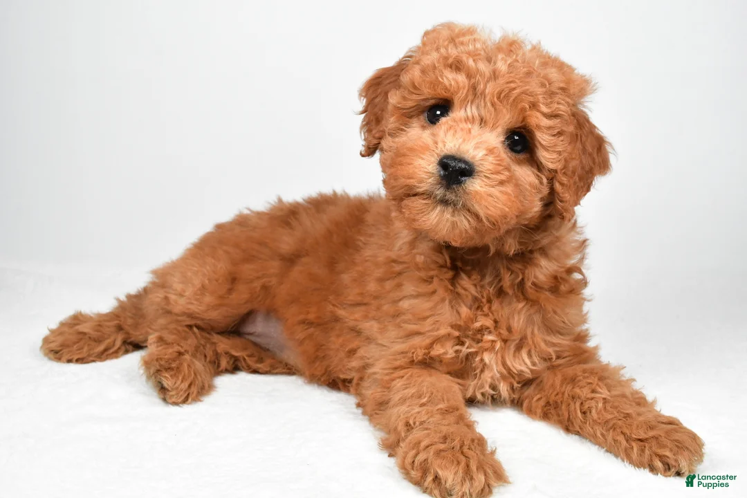 Mini Goldendoodle dogs for sale: Maisie - Ad 2