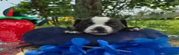 Olde English Bulldogge dogs for sale: Henry - Ad 3