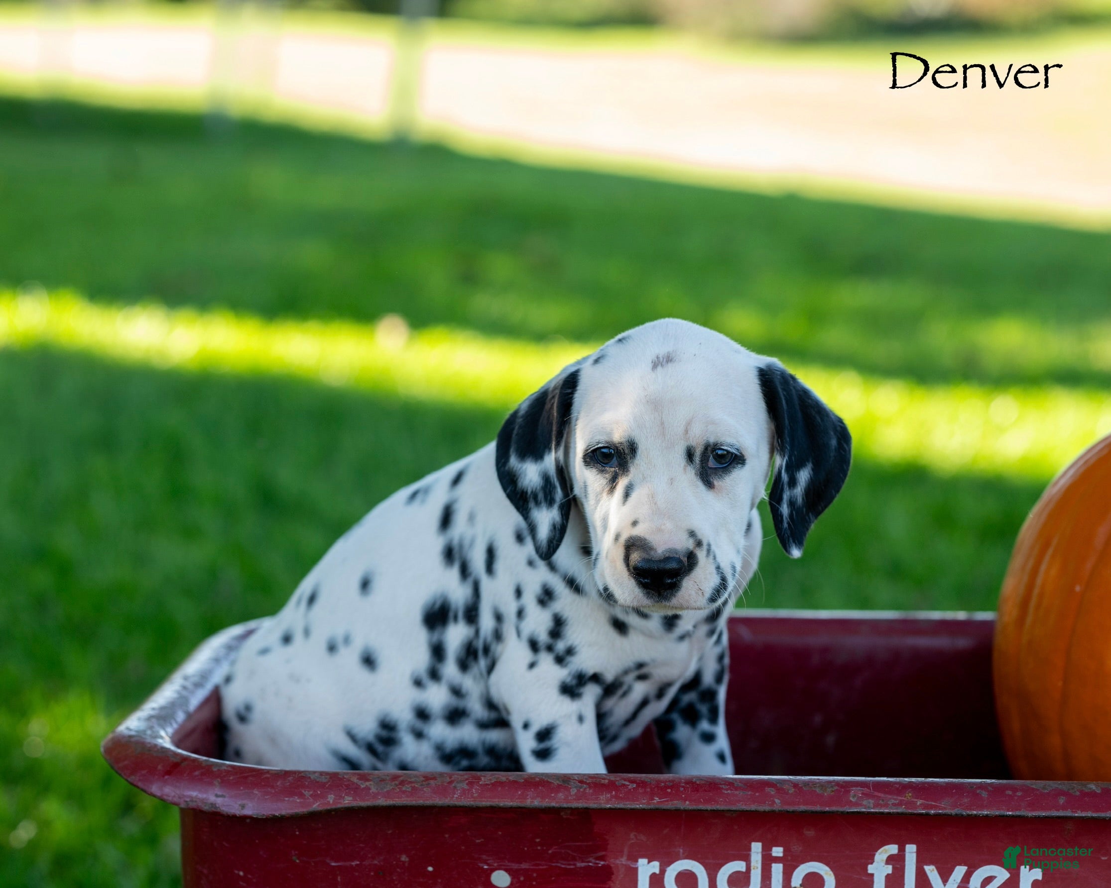 Dalmatian dogs Denver - Ad 2