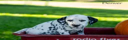 Dalmatian dogs for sale: Denver - Ad 2