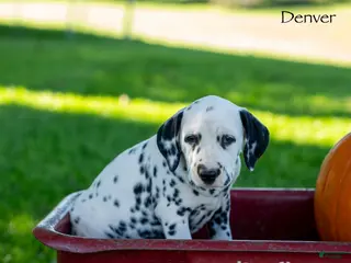 Dalmatian dogs Denver - Ad 2