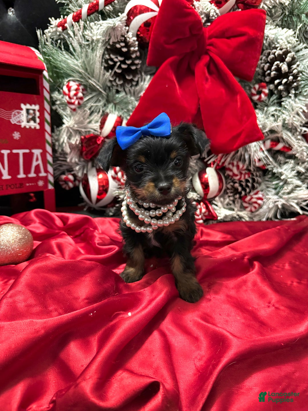 Yorkshire Terrier dogs for sale: Rigatoni  - Ad 1