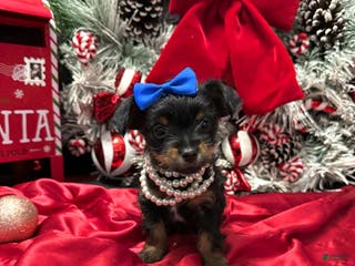 Yorkshire Terrier dogs Rigatoni - Ad 15