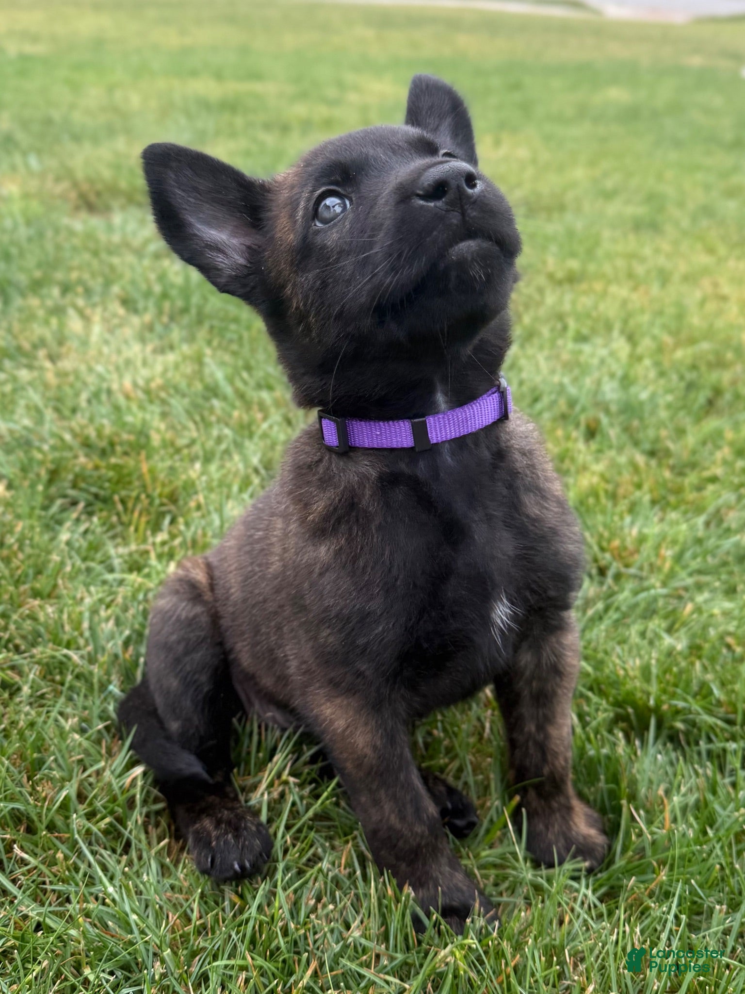Mixed Breed dogs Jinx - Ad 38