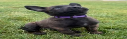 Mixed Breed dogs for sale: Jinx - Ad 1