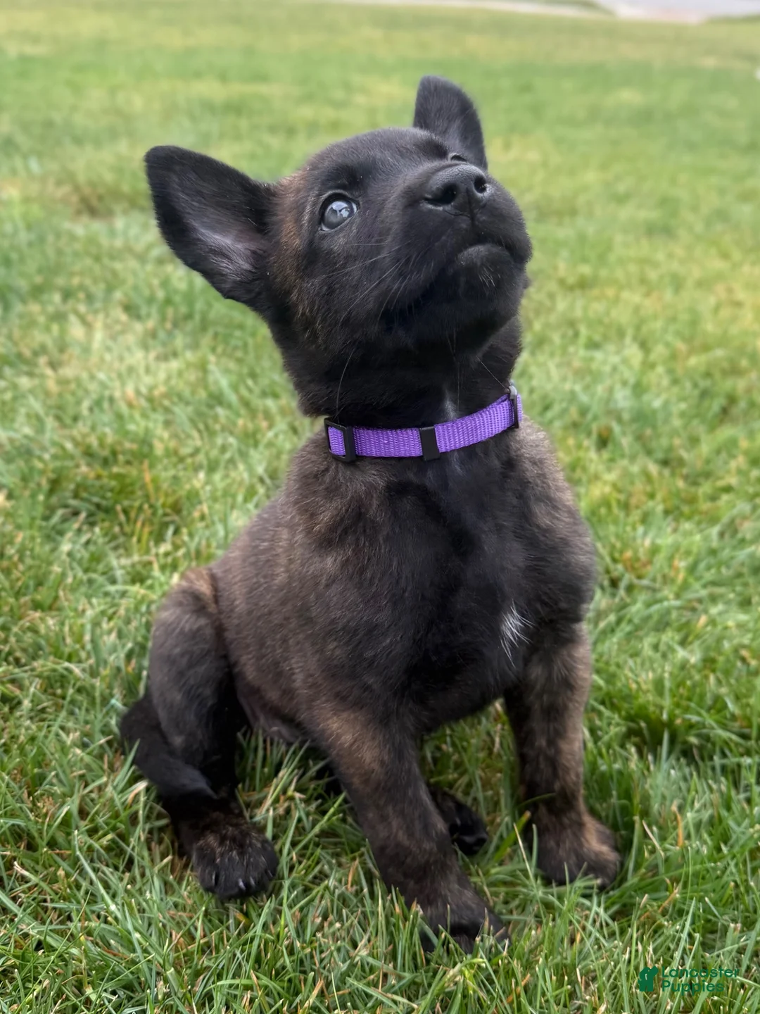 Mixed Breed dogs for sale: Jinx - Ad 1