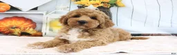 Mini Goldendoodle dogs for sale: Clinton - Ad 3