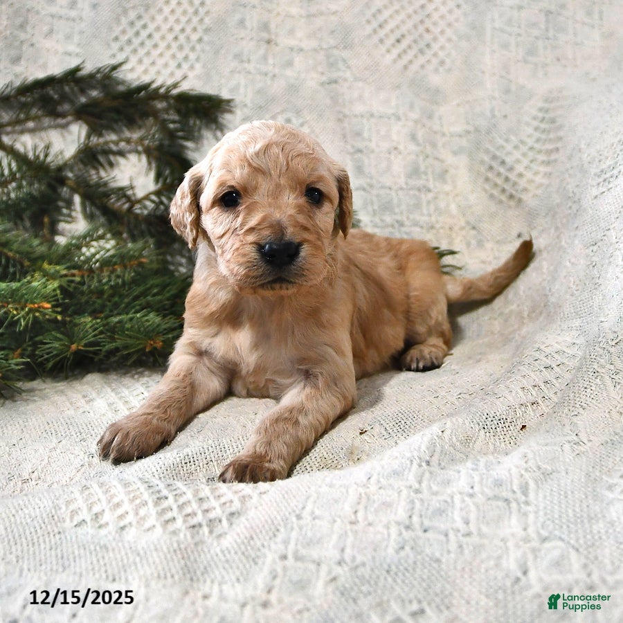 Goldendoodle dogs Hannah - Ad 16