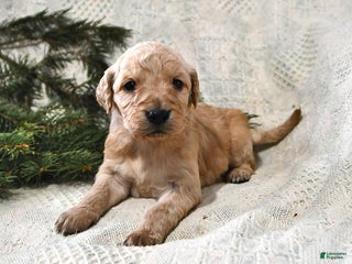 Goldendoodle dogs Hannah - Ad 28