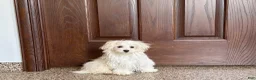 Maltese dogs for sale: Cory - Ad 6