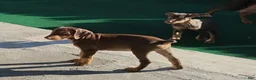 Doberman Pinscher dogs for sale: Doberman Pinscher 1 - Ad 14