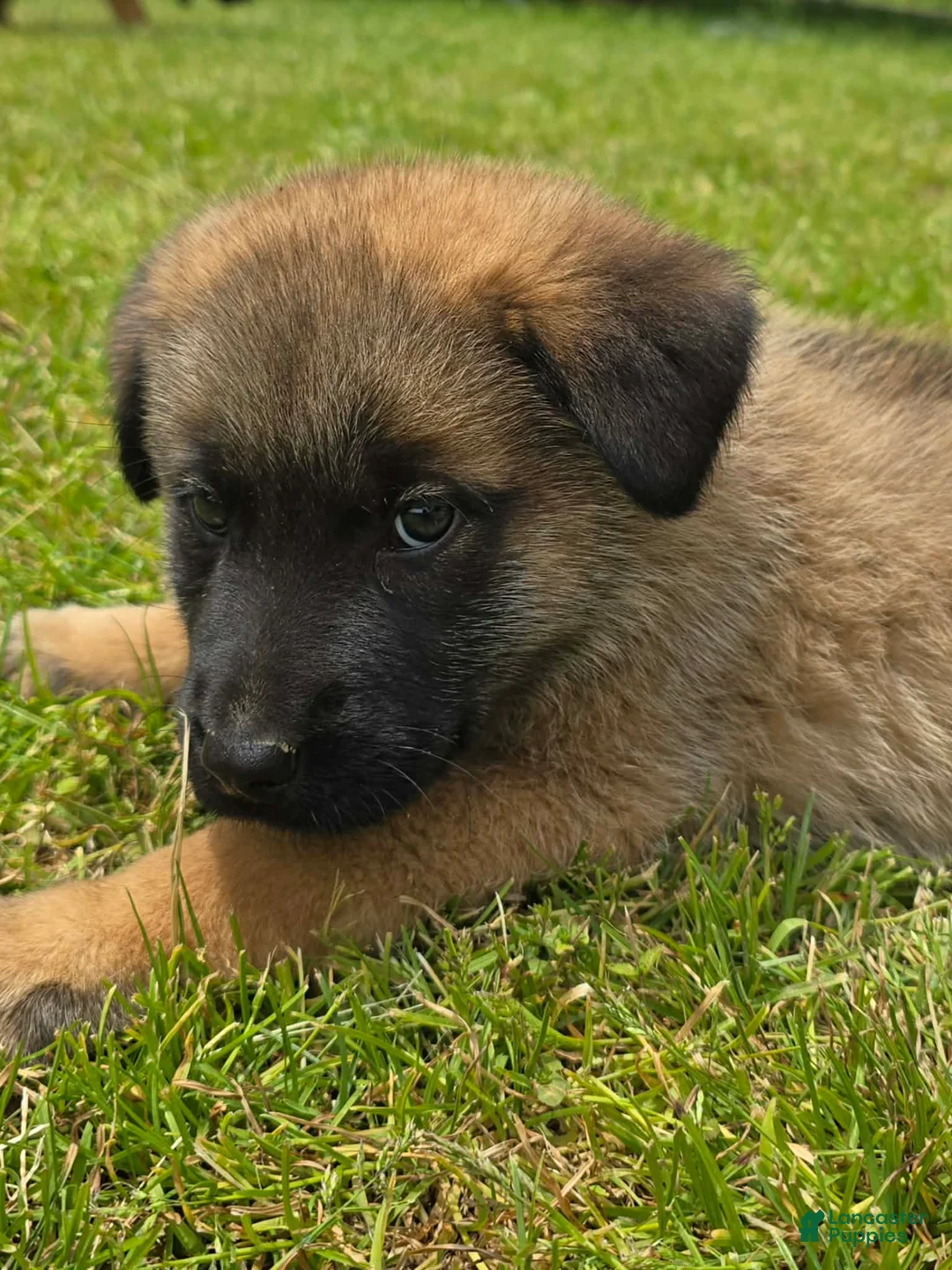 Mixed Breed dogs for sale: Mixed Breed Puppy 1 - Ad 3