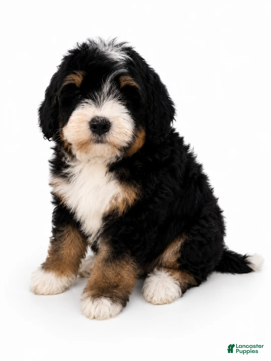 Mini Bernedoodle dogs for sale: Mini Bernedoodle 1 - Ad 1