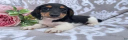 Miniature Dachshund dogs for sale: Hazel - Ad 6