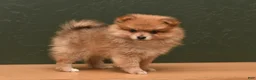 Pomeranian dogs for sale: Jill  - Ad 3