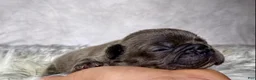Frenchton dogs for sale: Miss Annie  - Ad 6