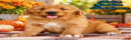 Golden Retriever dogs for sale: Brice Male AKC Golden Retriever - Ad 1