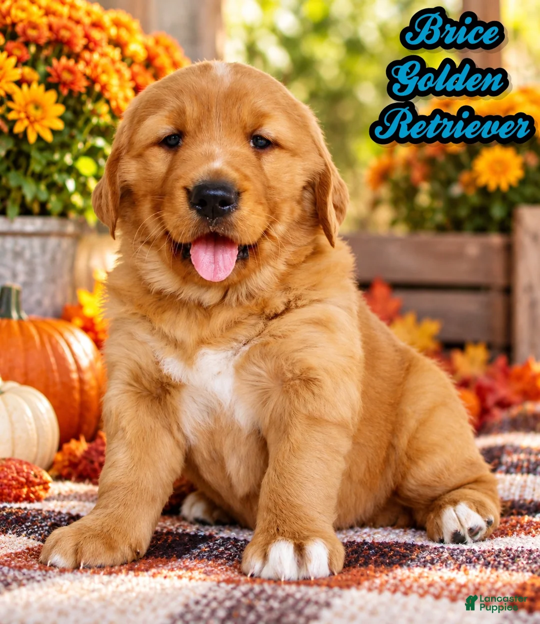 Golden Retriever dogs for sale: Brice Male AKC Golden Retriever - Ad 1