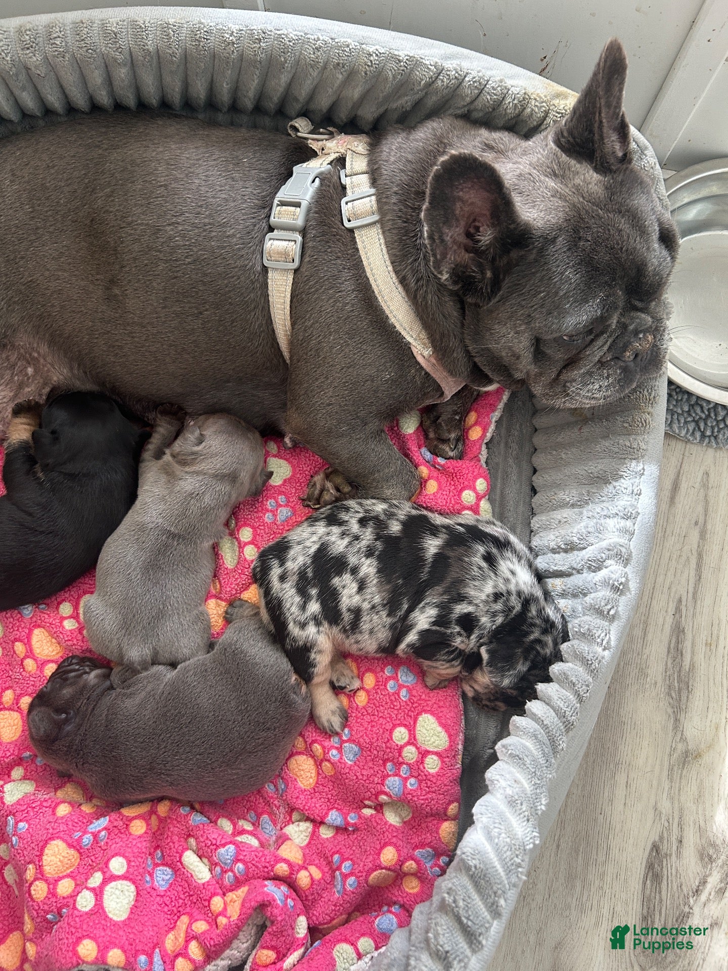 French Bulldog dogs Luke - Ad 2