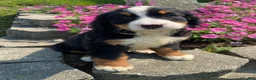 Bernese Mountain Dog dogs for sale: Daisy - Ad 11