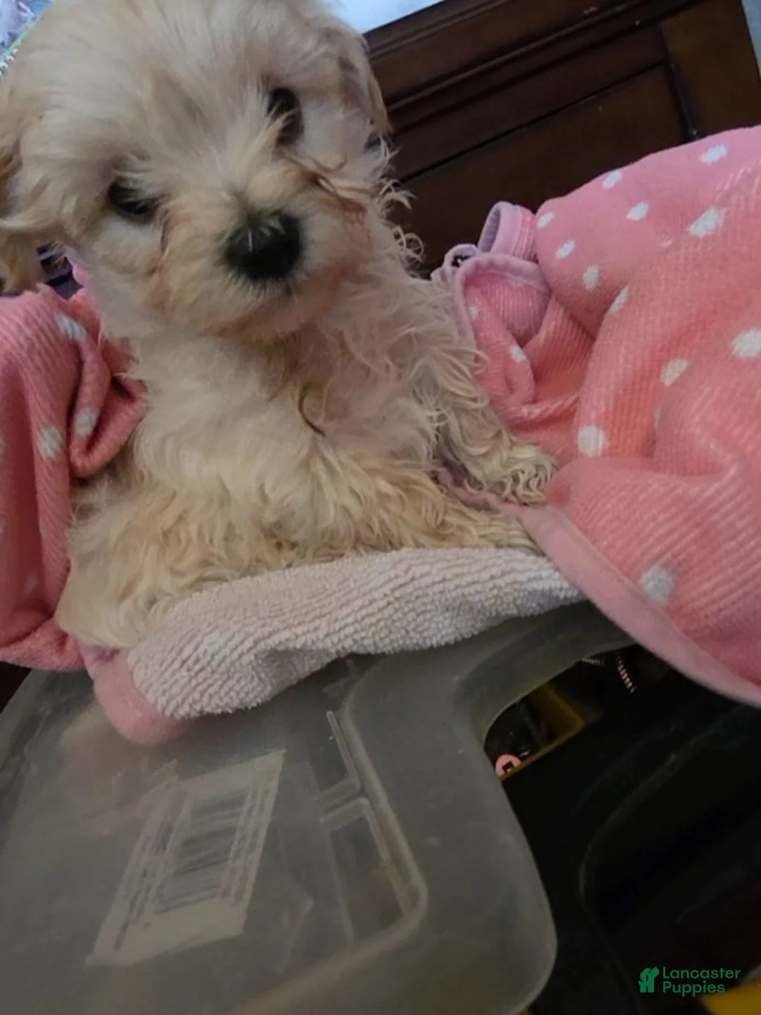 Morkie dogs for sale: Dorito - Ad 6