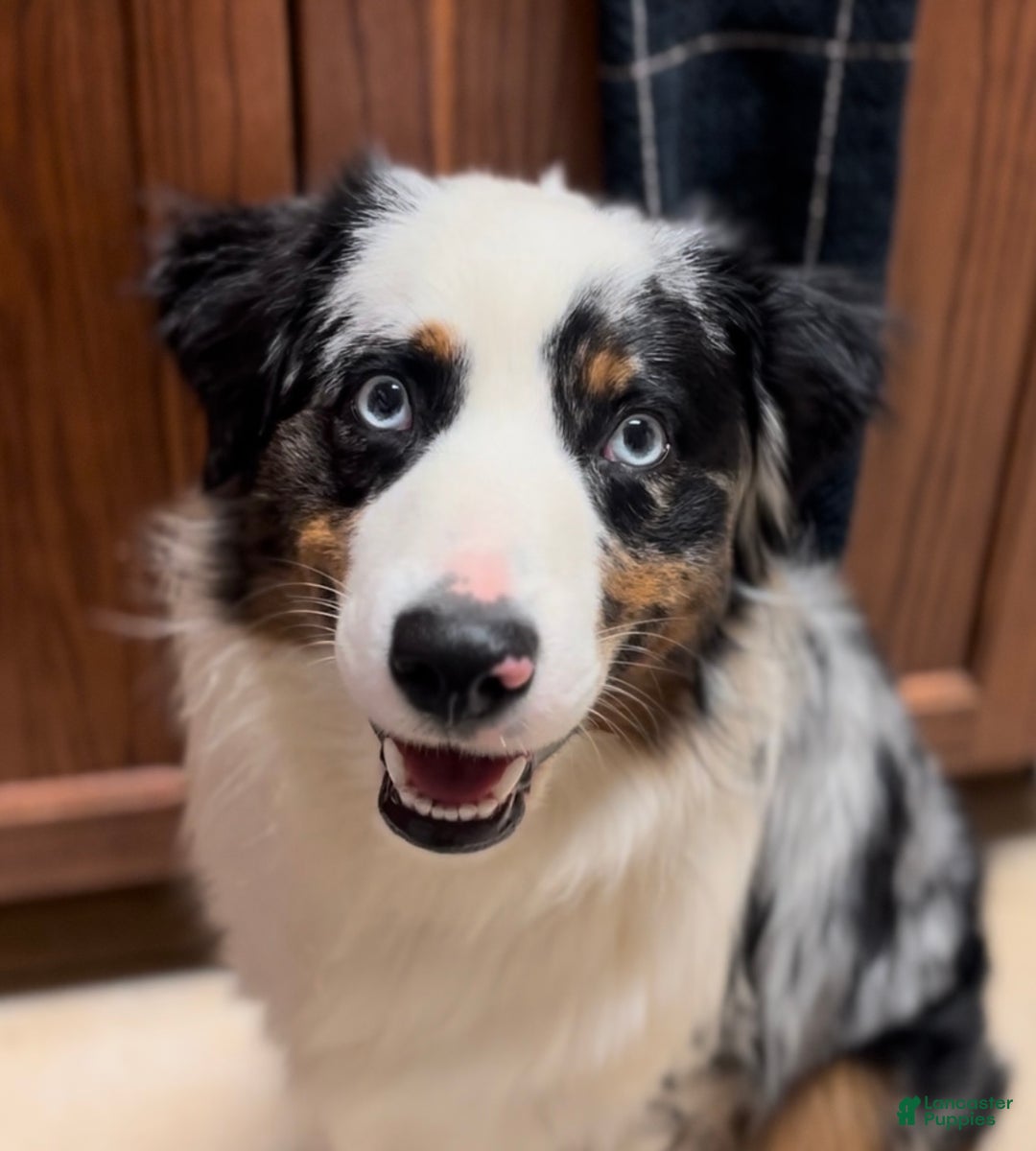 Gallery Image {{count}}