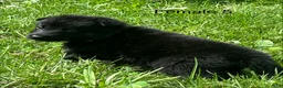 German Shepherd dogs for sale: German Shepherd 3 - Ad 37