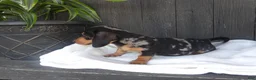 Miniature Dachshund dogs for sale: Zeke - Ad 4