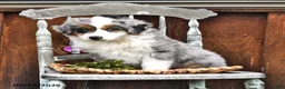 Australian Shepherd dogs for sale: Zeb   - Ad 4