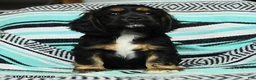 Cocker Spaniel dogs for sale: Crouton - Ad 5