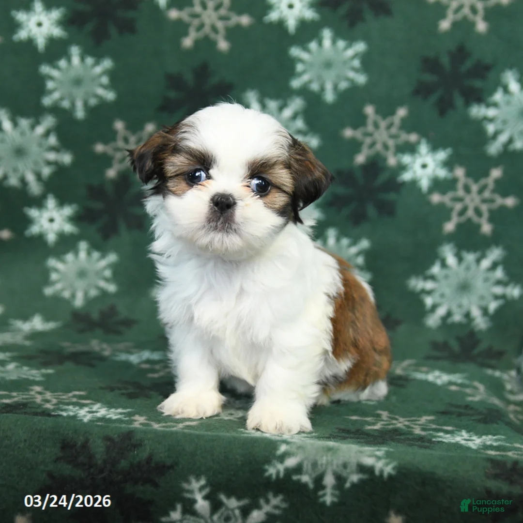 Shih Tzu dogs for sale: Kaisy - Ad 2