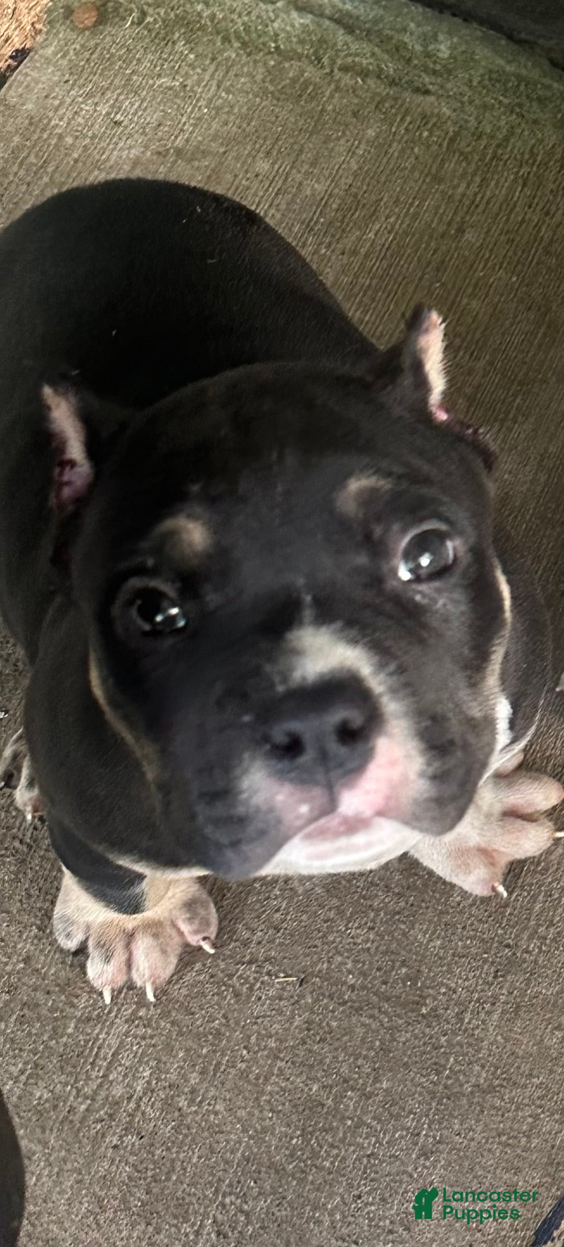 American Bully dogs Turbo  - Ad 1