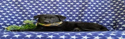 German Shepherd dogs for sale: Maverick - Ad 6
