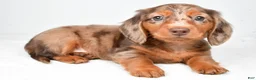 Miniature Dachshund dogs for sale: Max - Ad 4